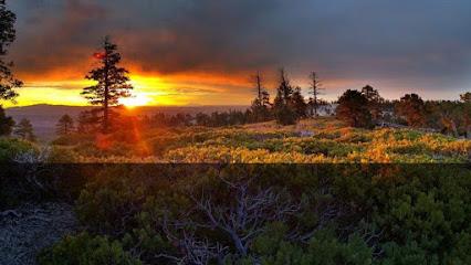 LeVos Dentistry - Cosmetic dentist in Evergreen, CO