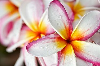 Dr. Jonathan M. Thomas - General dentist in Kihei, HI